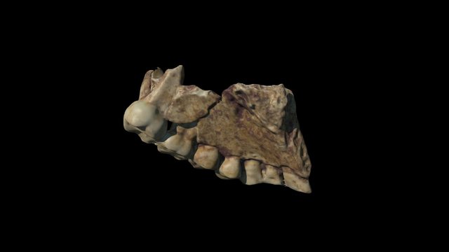 Homo Naledi Wits-Dinaledi-U.W. 101-1277 M6605-6 3D Model