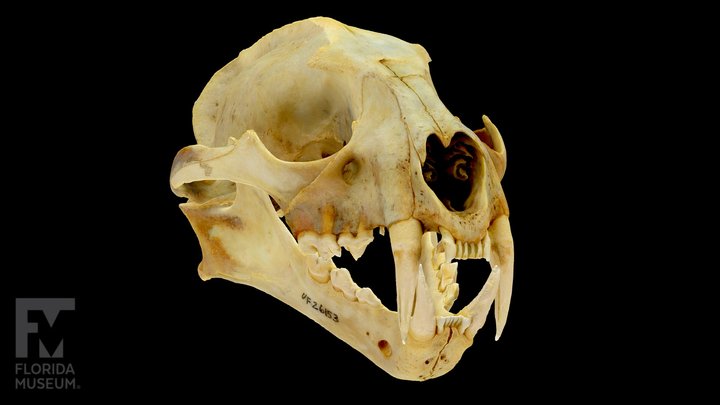Clouded Leopard Skull and Mandible (UF 26153) 3D Model